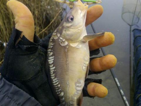 лов коропа на хліб